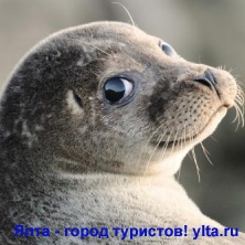 ������� ����