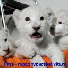 ������� ����