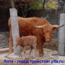 ������� ����